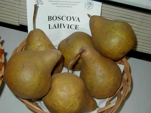 BOSCOVA LAHVICE Harvest: Sep/Oct