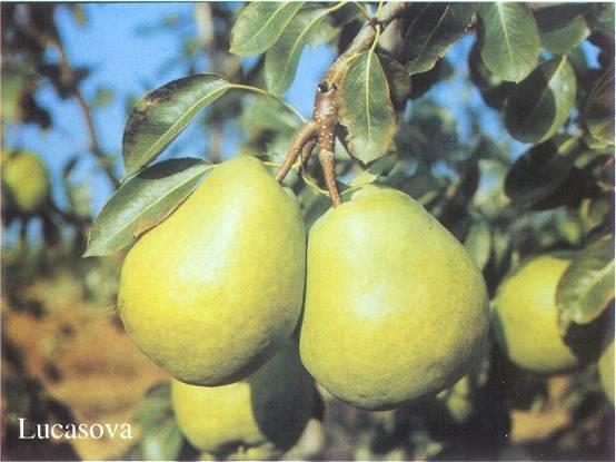 LUCASOVA Harvest: Mid-Oct Optimum ripeness for