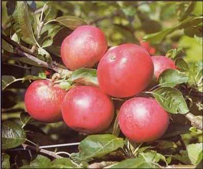 APPLE TREE JULIA Early summer variety Harvest: July Aug Short-term storage Origin: VŠÚO Holovousy, Quinte x Discovery Growth and productiveness: Medium strong growth, and very early, high and regular