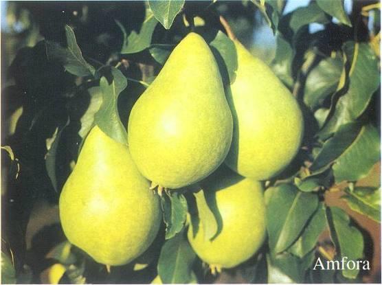 AMFORA Harvest: Early Oct Optimum ripeness for