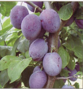 KATINKA Harvest: Aug: Very early plum