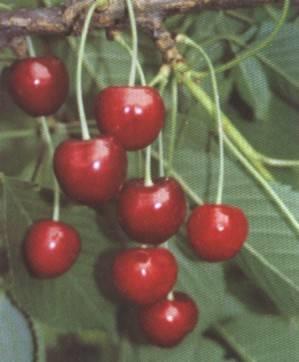 RIVAN Type: Dark heart-shaped cherry Requirements: Higher locations Harvest: 1 st