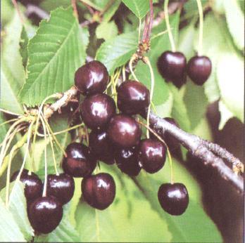 KAREŠOVA Type: Dark heart-shaped cherry Harvest: End of 2 nd week Characteristics: Fruits quality, health