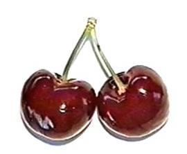 VAN Type: Dark hard-fleshed cherry Harvest: 5 th week Characteristics: Medium resistance of blossoms to frost-damage,