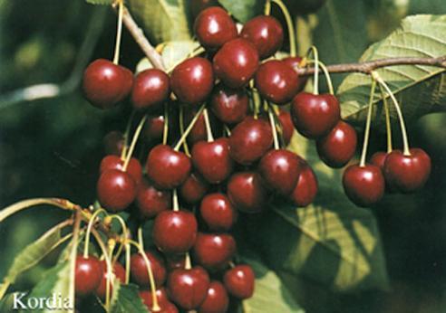 KORDIA Type: Dark hard-fleshed cherry Harvest: 5 th week Characteristics: Low resistance of blossoms to