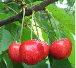 NAPOLEONOVA Type: Dark hard-fleshed cherry Harvest: 5 th week Characteristics: Medium resistance of