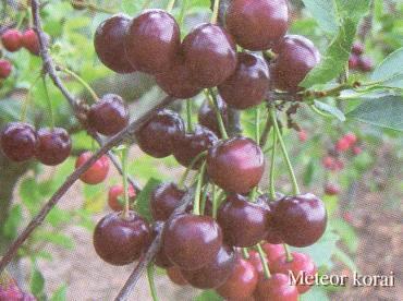 SOUR CHERRY METEOR KORAI Type: True sour cherry Harvest: 2 nd -3 rd week Characteristics: High