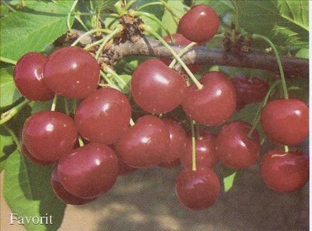 FAVORIT Type: Amarelle sour cherry Harvest: 4 th -5 th week Characteristics: Good resistance of blossoms to frost-damage