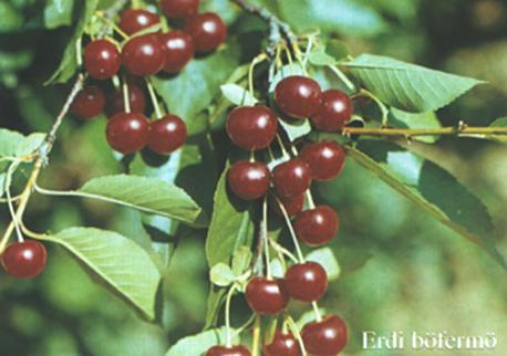 ÉRDI BÖTERMÖ Type: True sour cherry Harvest: End of 4 th week Characteristics: Mediocre resistance of blossoms to frost-damage