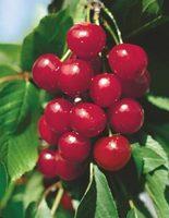 MORELLENFEUER Type: True sour cherry Harvest: 5 th -6