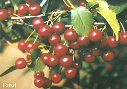 FANAL Type: True sour cherry Harvest: 6 th -7 th week Characteristics: High resistance of blossoms to frost-damage High