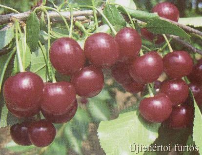 ÚJFÉHERTOI FÜRTÓS Type: True sour cherry Harvest: 7 th week Characteristics: Mediocre to high resistance of blossoms to