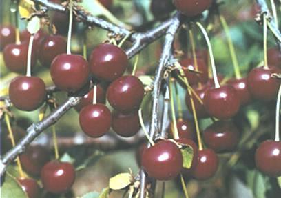 MORELA POZDNÍ Type: True sour cherry Harvest: 7 th -8 th week Characteristics: High resistance of blossoms to