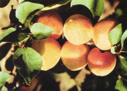 APRICOT TREE LESKORA Very early harvest, 17 days earlier than Velkopavlovická variety Characteristics: