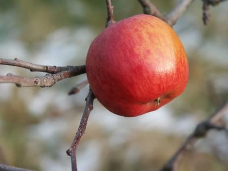 Rubín Early winter variety Harvest: end of Sep Storage: Jan-Feb Origin: Otto Louda, Střížovice, Golden Delicious x Lord Lambourne Growth and productiveness: Very strong