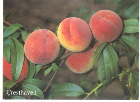 CRESTHAVEN Very late harvest, 30 days later Characteristics: High resistance to frost damage,