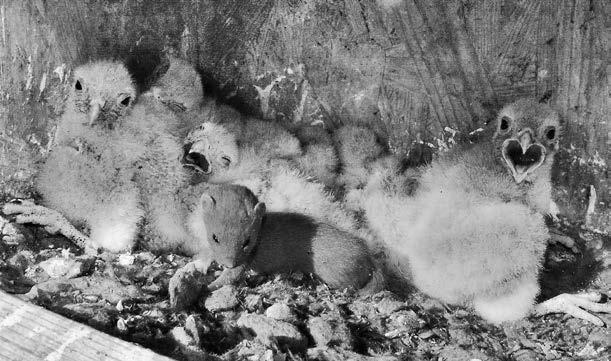 Prunella Kalenská S. XXXIX XL & Kalenský J. Kolčava v hnízdě poštolky obecné 2015 Mladá kolčava (Mustela nivalis) na hnízdě poštolky obecné (Falco tinnunculus). Foto Stanislava a Josef Kalenští.