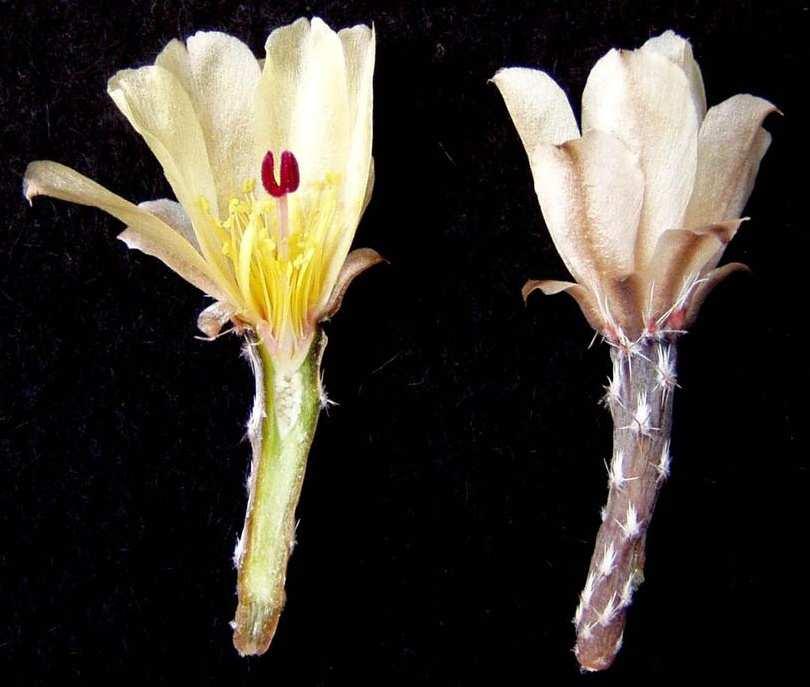 Maihueniopsis Spegazziní, An. Soc. Sci Argent. 99: 86 (1925) emend. Ritter subg. Maihueniopsis subg. Puna (Kiesling, Hickenia 1: 289 (1982)) Stuppy Tribus: Cylindropuntieae Doweld Quiabentia Br. & R.