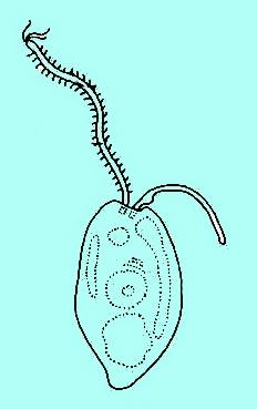 rostlin: Labyrinthulomycota