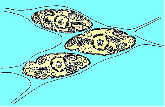 Labyrinthula