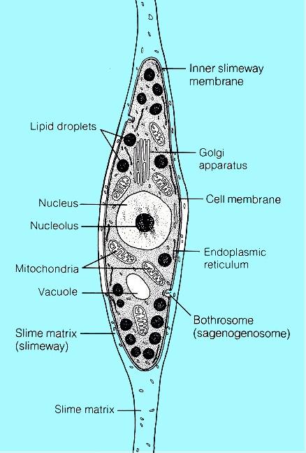 rod Labyrinthula