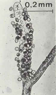 Dictyuchus sporangium se sekund.