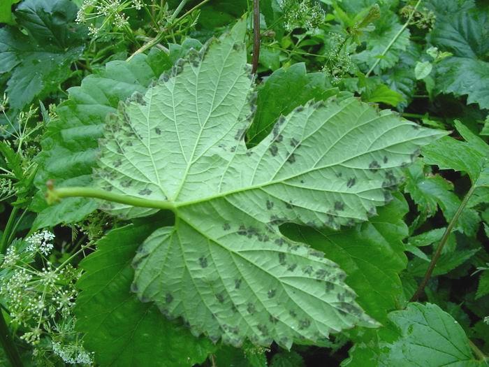 Pseudoperonospora humuli významný parazit chmele (Humulus lupulus) na spodní