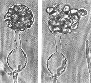 tlustostěnná oospora a b c d e Pythium vývoj zoosporangia: tvorba apikální