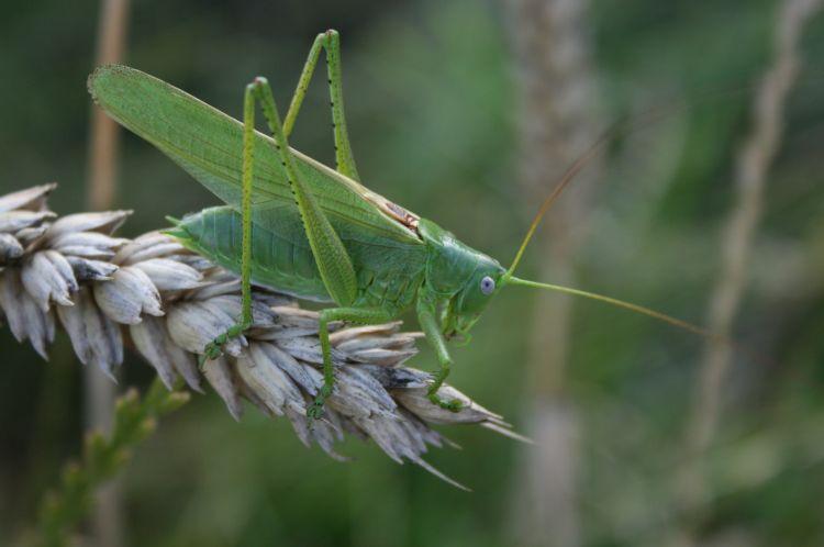 samec kobylky Tettigonia