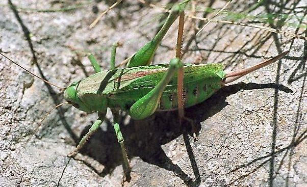 samice kobylky hnědé (Decticus