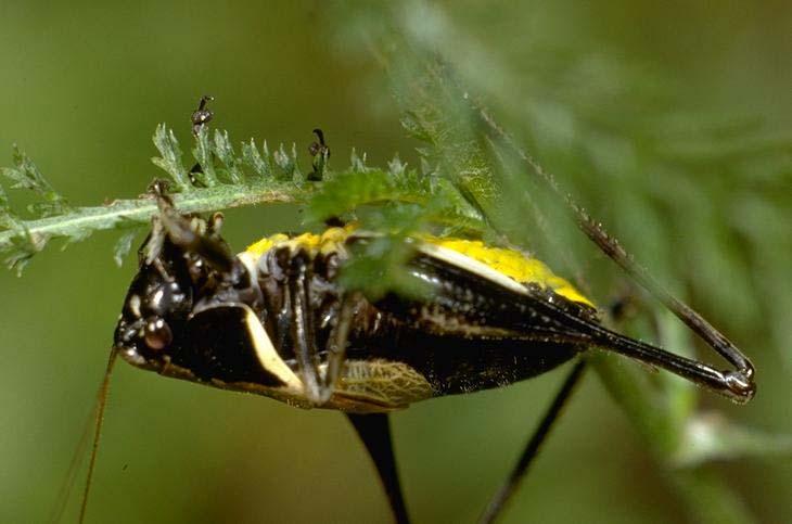 samec kobylky Pholidoptera