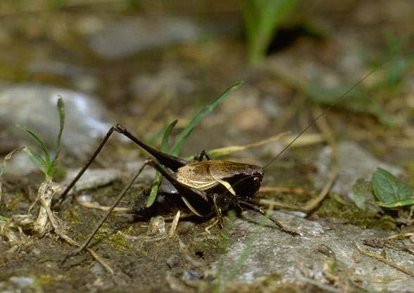 Brachypterní (krátkokřídlé)