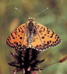 Hnûdásek kvûtelov (Melitaea didyma) se zde dosud vyskytuje, i kdyï v mnoha oblastech jiï vymizel.