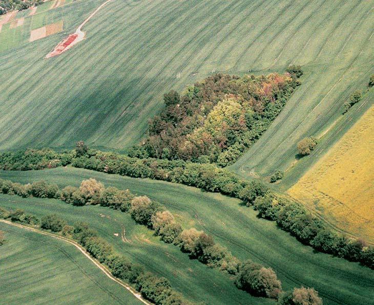 57-580_VY_uzemi.4.008 4:54 Stránka 540 Brnûnsko 4 Typick m druhem bfiehov ch porostû a vlhk ch stanovi È vûbec je kalina obecná (Viburnum opulus).