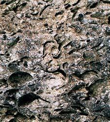 areálu. KrouÏek 00 m V mûra: 0,0 ha Vyhlá eno: 990 Drobné nesouvislé v chozy vápencû, dokládající v voj mofisk ch ÏivoãichÛ v tfietihorách, nalezi - tû fosilií.