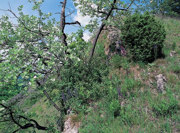 V ipákov ch doubravách a na skalních stepích se zde vyskytuje apomiktick jefiáb krasov (Sorbus eximia), endemit âeského krasu.