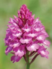 Stfiední âechy 3 CHKO âesk kras je v znamnou lokalitou pro ãeleì Orchidaceae. Napfi.