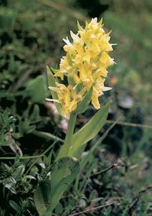 Prstnatec bezov (Dactylorhiza sambucina) je v âeském krasu druhem nevápencov ch substrátû; nalezneme jej ve formû se Ïlut mi nebo vzácnûji s fialov mi kvûty.