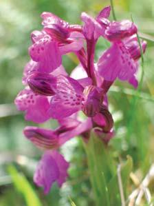 svízel siv (Galium glaucum), sesel siv (Seseli osseum) a dal í. Vlhãí a stinné vápencové stûny a srázy poskytly útoãi tû druhûm s optimem roz ífiení v evropsk ch horách.