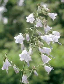 Stfiední âechy V âeském krasu roste fiada druhû se subkontinentálním roz- ífiením, napfi. zvonovec liliolist (Adenophora liliifolia).