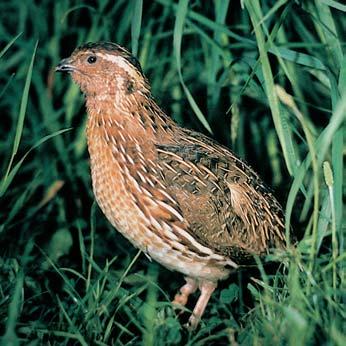 V poslední dobû v CHKO byla nalezena letní kolonie netop ra severního (Eptesicus nilssonii).