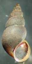 Čeleď: Hydrobiidae praménkovití Potamopyrgus