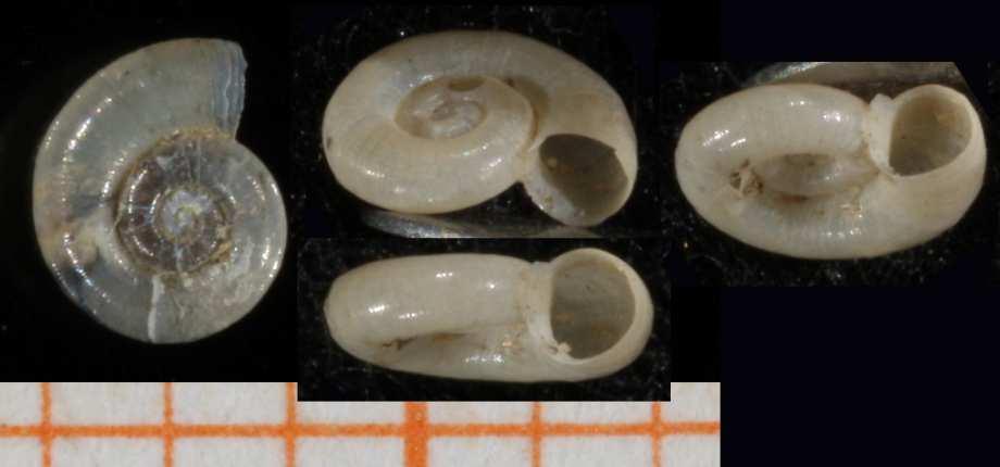 Čeleď: Valvatidae točenkovití Rod Valvata má ulitu terčovitou až kulovitou, ústí a víčko kruhovité nebo téměř kruhovité. 3-7 mm.