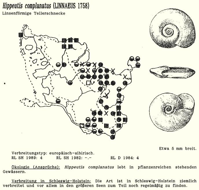 Gyraulus crista (ostníček žebrovaný) 2-3 mm, tupé ostny, stojaté