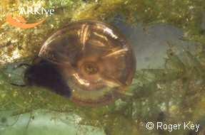 Čeleď: Planorbidae okružákovití Hippeutis complanatus (kýlnatec