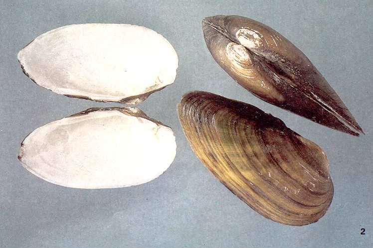Hostitel perlín, tloušť, ježdík, střevle, vranka. Čeleď: Unionidae Unio tumidus (v.