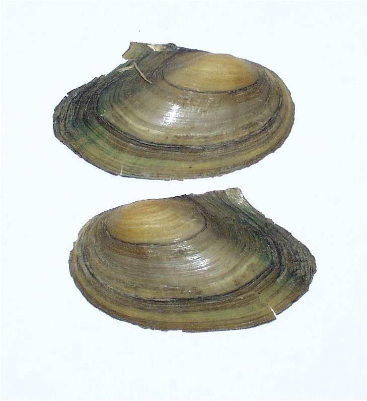 Anodonta cygnea (škeble rybničná) 150 220 mm, hojnější na jižní Moravě a