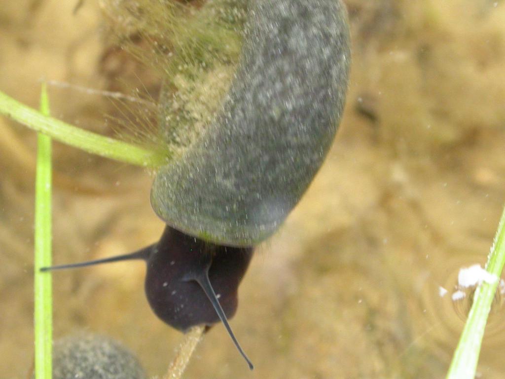 Gastropoda (plži) Pohyb Při pohybu na hladinové blance se plži pohybují po hlenové pásce, kromě toho jsou ke hladině tlačeni svou nízkou specifickou vahou.