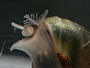 Gastropoda (plži) Potrava U čeledi Lymnaeidae jsou zrohovatělé i okraje ústního otvoru do podoby čelistí adaptace ke krouhání rostlinné potravy.