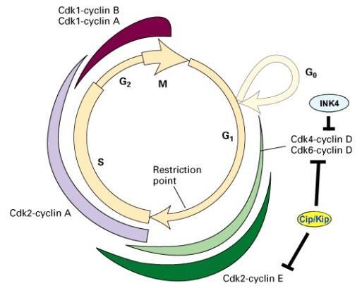 Účinky LA-12 a cisplatiny na b. cyklus jsou u ovariárních nádorových linií rozdílné.